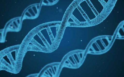 Disgen handledning - DNA-forskning med Disgen