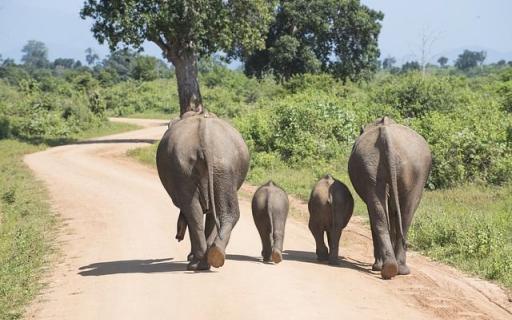 Disgen handledning - Elefantfamilj bakifrån